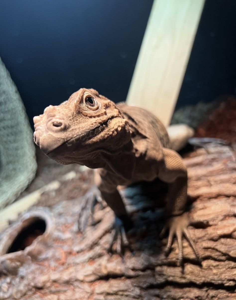 Rhino Iguanas