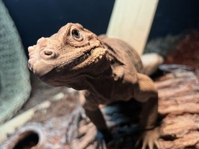 Rhino Iguanas