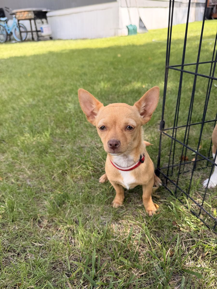Suni the Energetic Chihuahua Puppy: Looking for a Loving Home!