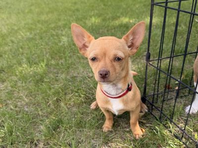 Suni the Energetic Chihuahua Puppy: Looking for a Loving Home!