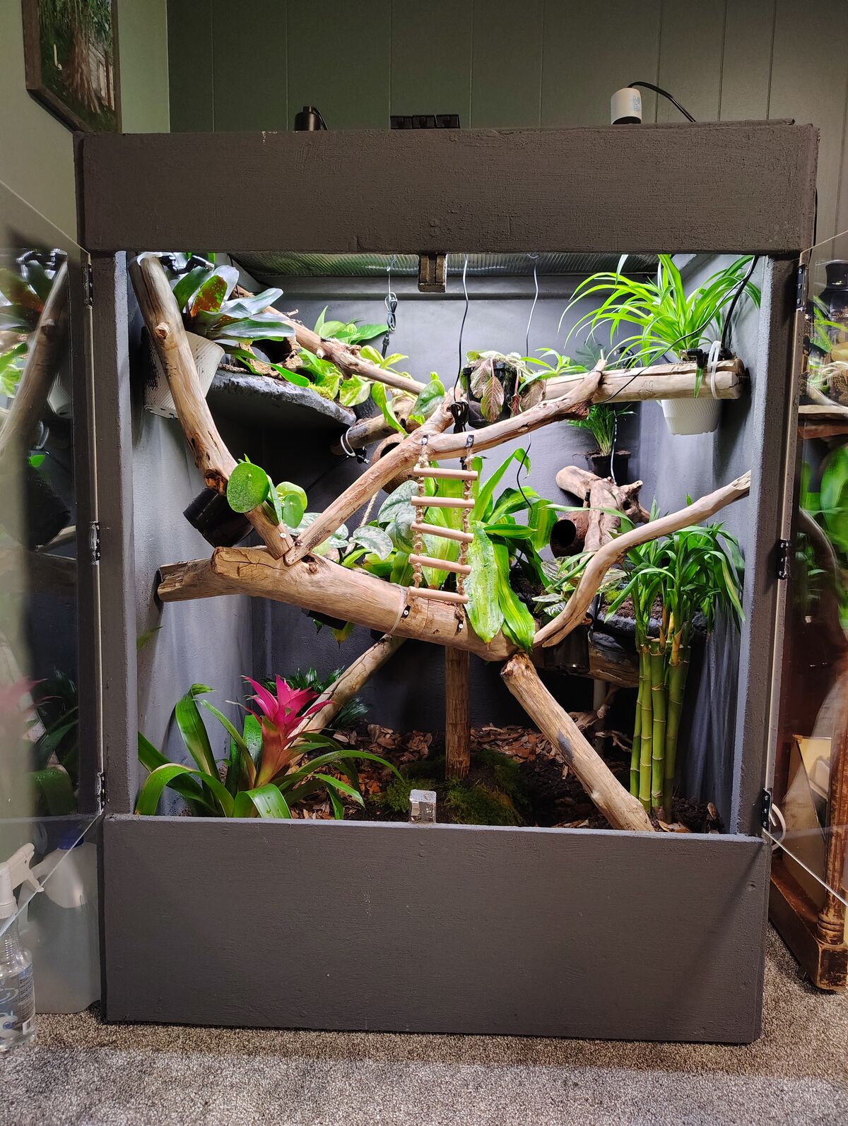Fully Custom Bioactive Terrarium/Enclosure/Vivarium