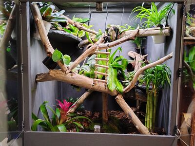 Fully Custom Bioactive Terrarium/Enclosure/Vivarium