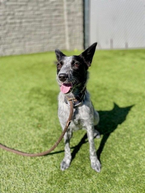 A159184 Hope is Available for Adoption!