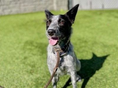 A159184 Hope is Available for Adoption!