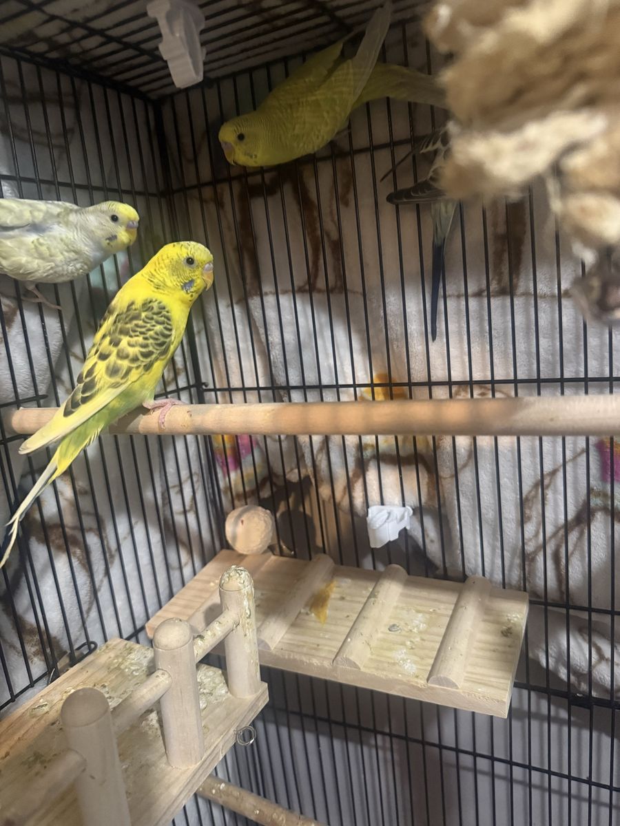 Pet Birds - Parakeets/Budgies in Cage