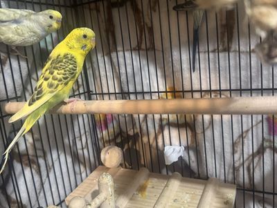 Pet Birds - Parakeets/Budgies in Cage