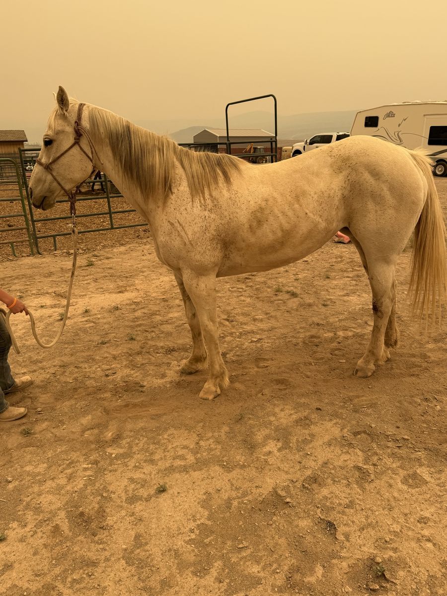 Aqha registered 13 year old gray mare