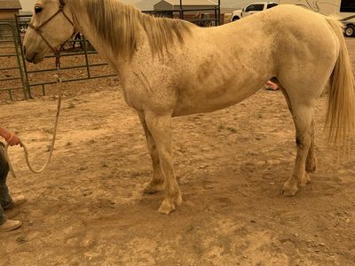 Aqha registered 13 year old gray mare