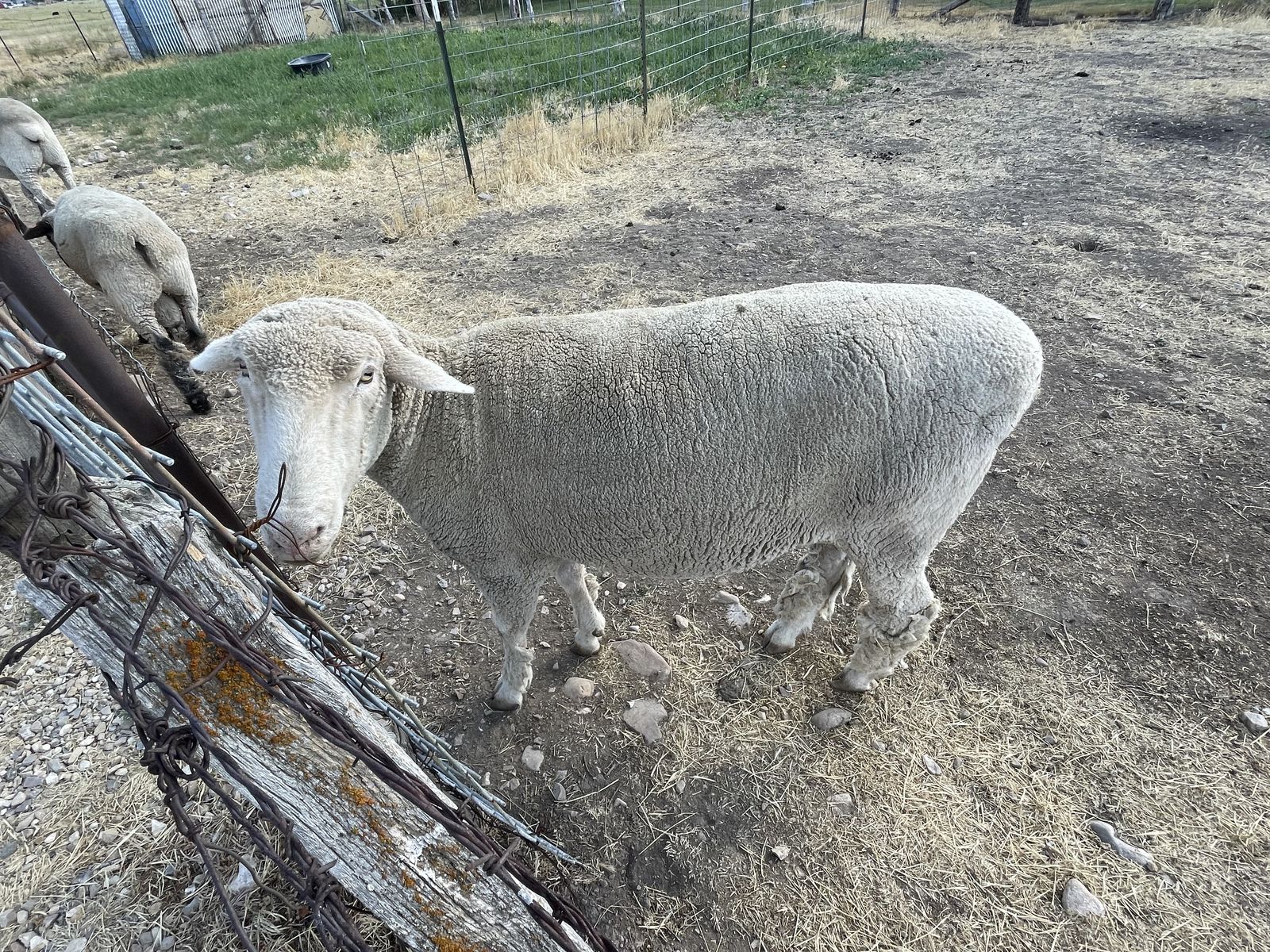Sheep for sale