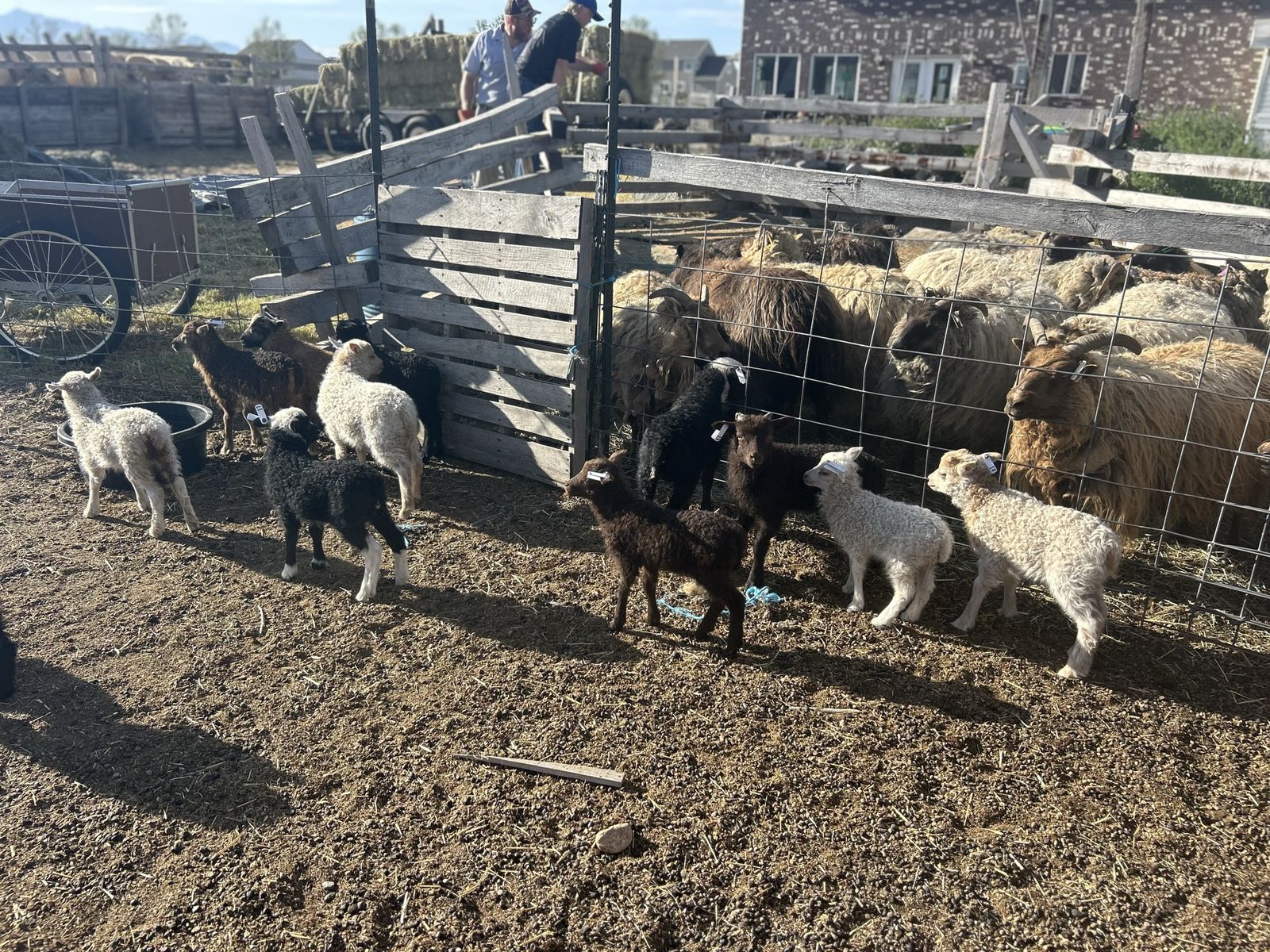 Icelandic Sheep