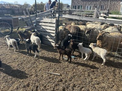 Icelandic Sheep