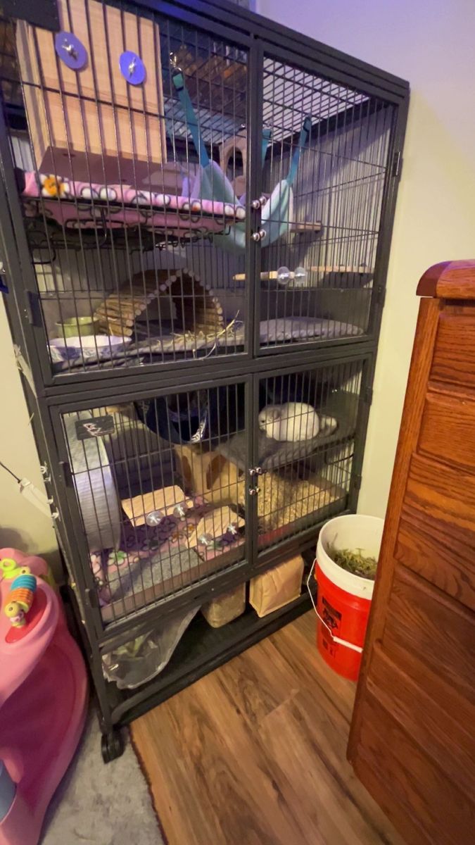 2 female chinchillas