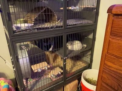 2 female chinchillas