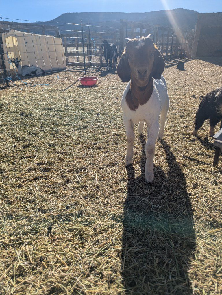 4h goats doeling and buck