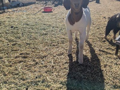 4h goats doeling and buck