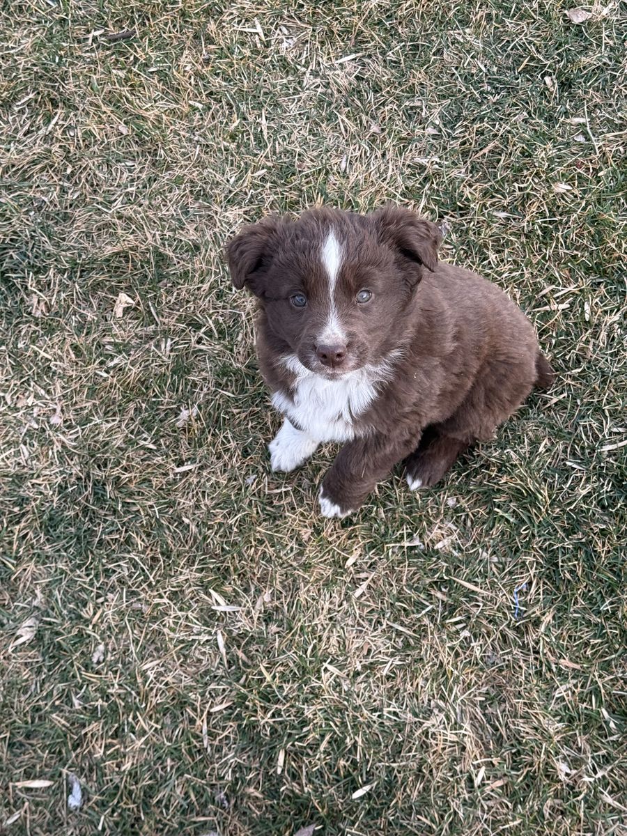 Mini Australian Shepherd / Mini Aussie ASDR & Stud/Breeding Services