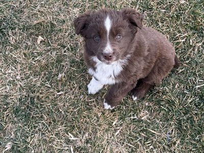 Mini Australian Shepherd / Mini Aussie ASDR & Stud/Breeding Services