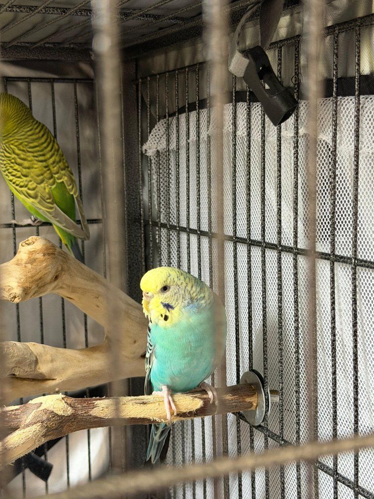 birds