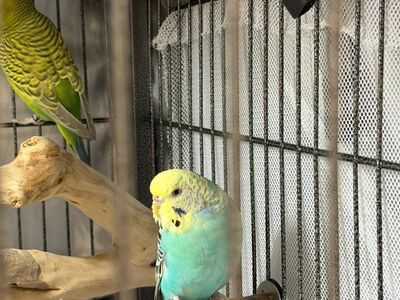 birds
