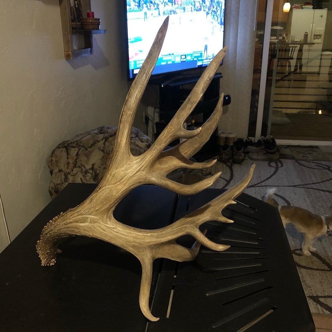 $$CASH FOR TROPHY ANTLERS$$