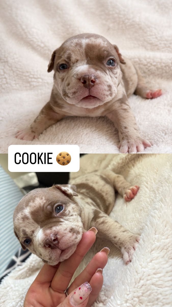 Purebred Micro/Pocket American Bully Dog Puppies