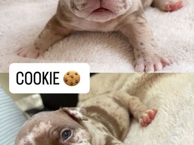 Purebred Micro/Pocket American Bully Dog Puppies