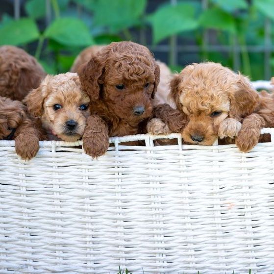 Mini Goldendoodles