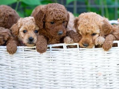 Mini Goldendoodles
