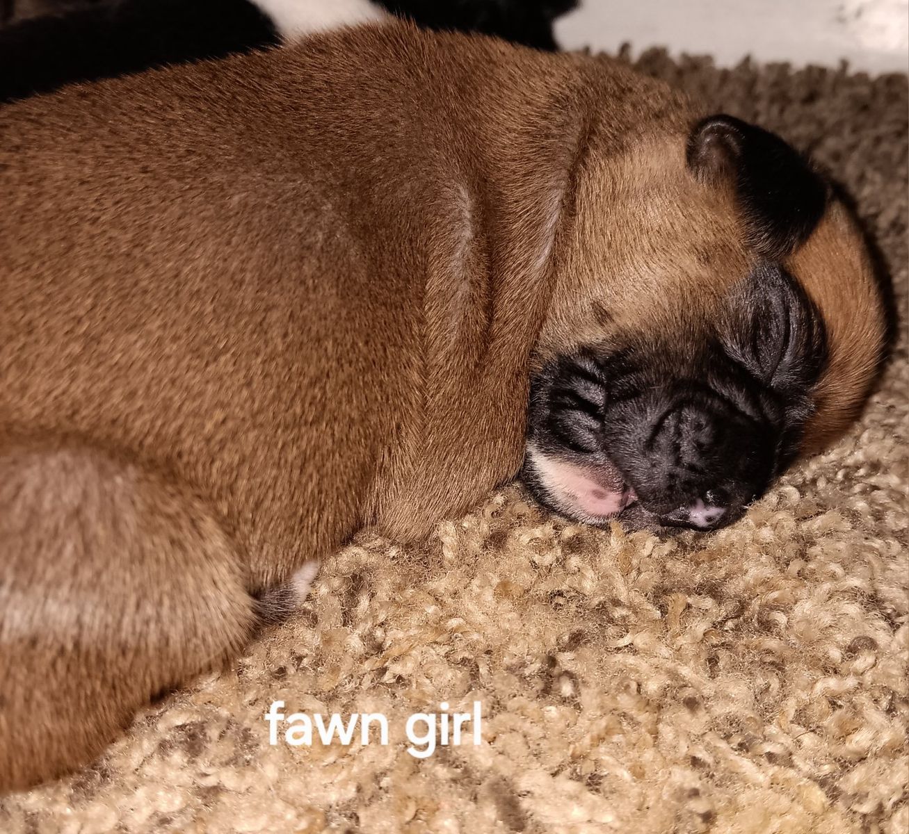 Boxer Puppies - Sealed & Fawn Males and Females