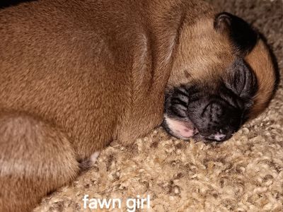 Boxer Puppies - Sealed & Fawn Males and Females