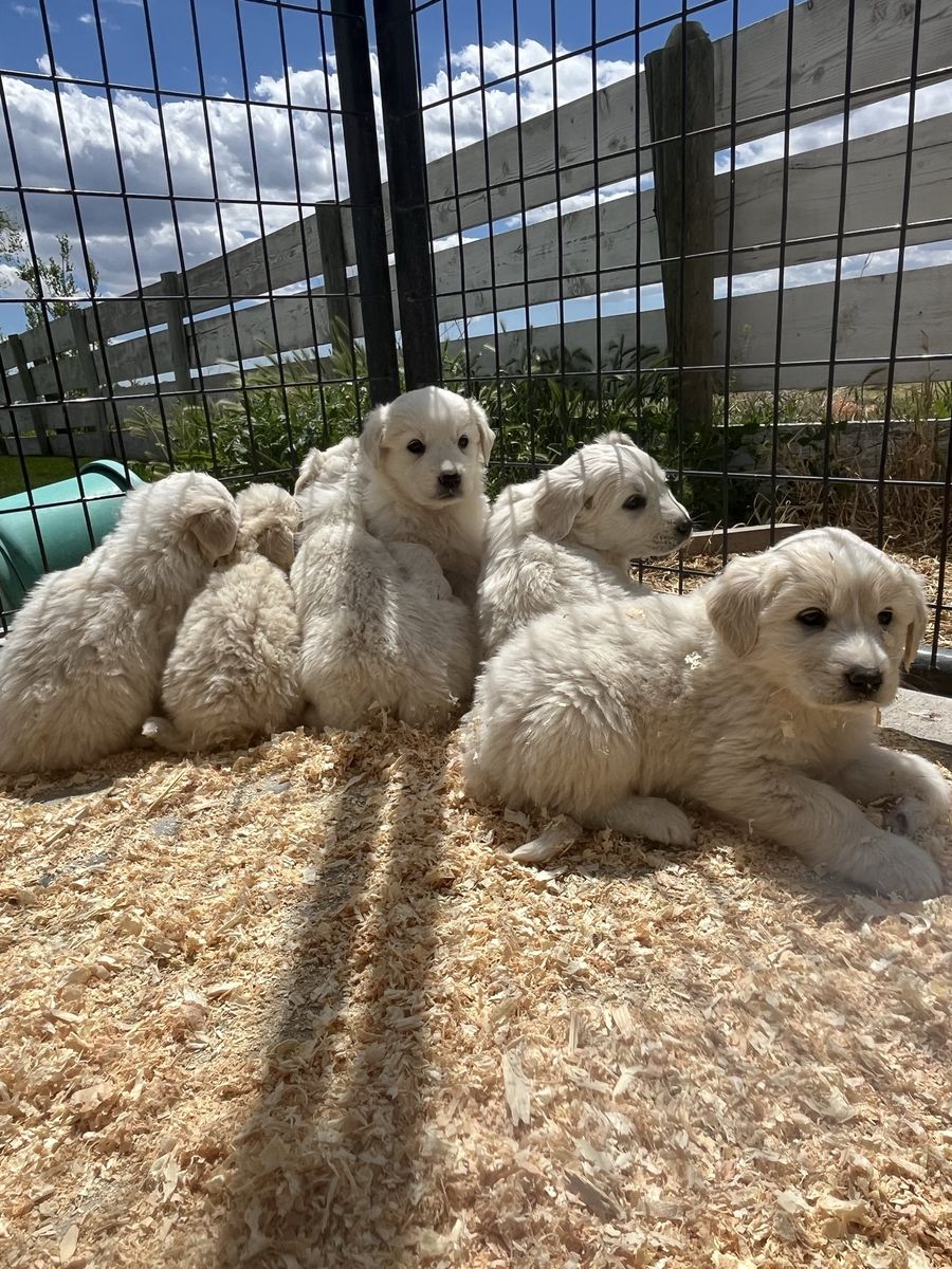 8 Great Pyrenees Puppies
