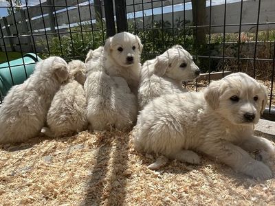 8 Great Pyrenees Puppies