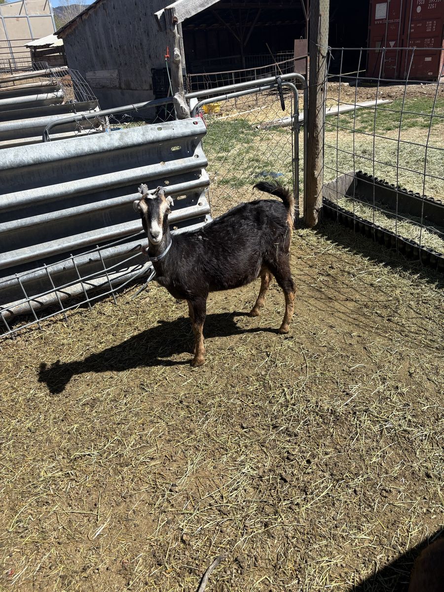 Yearling Lamancha/Nubian Cross In Milk