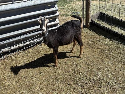 Yearling Lamancha/Nubian Cross In Milk