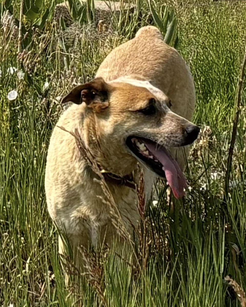 Lost Dog - Palmyra area
