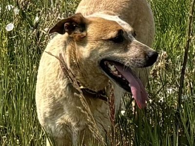 Lost Dog - Palmyra area