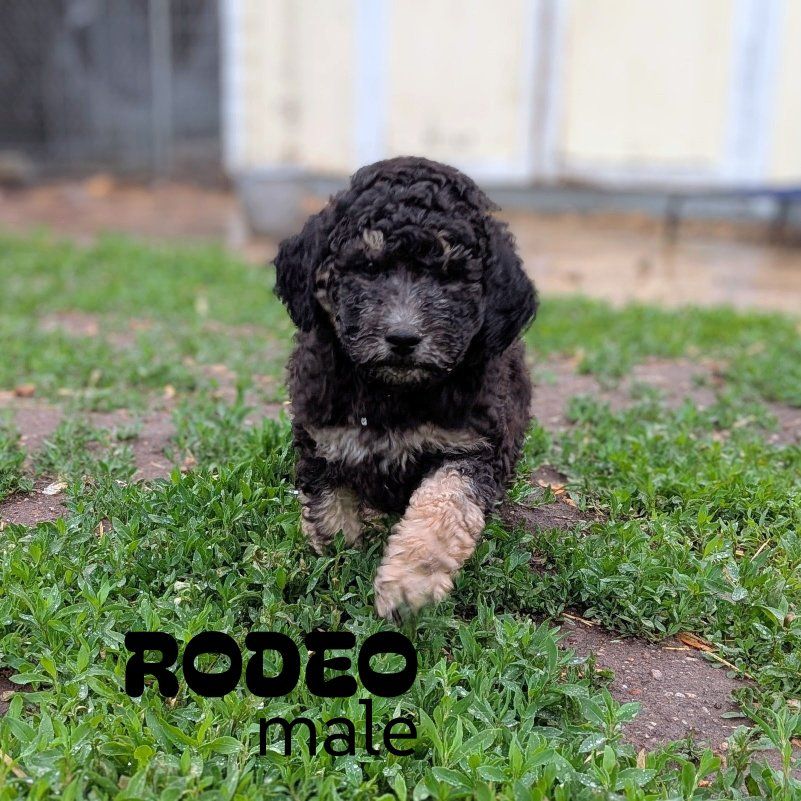 30-45 lb CKC Moyen Poodles *like bernedoodle