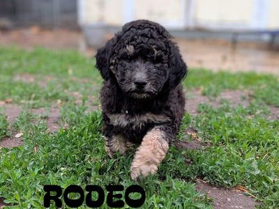 30-45 lb CKC Moyen Poodles *like bernedoodle