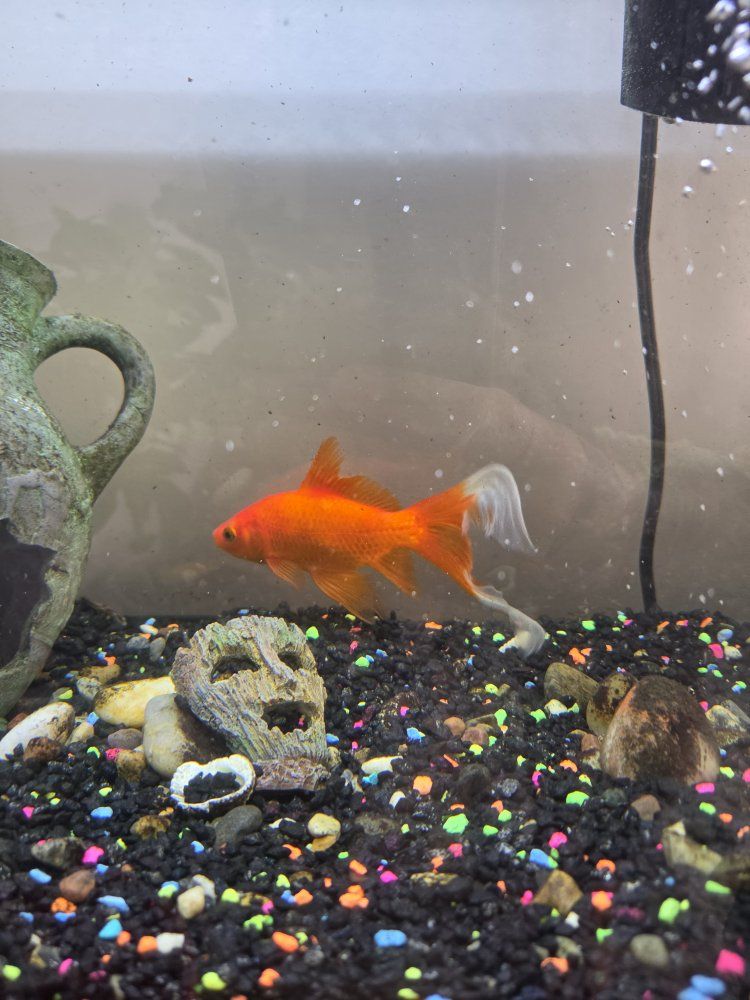 Comet Goldfish