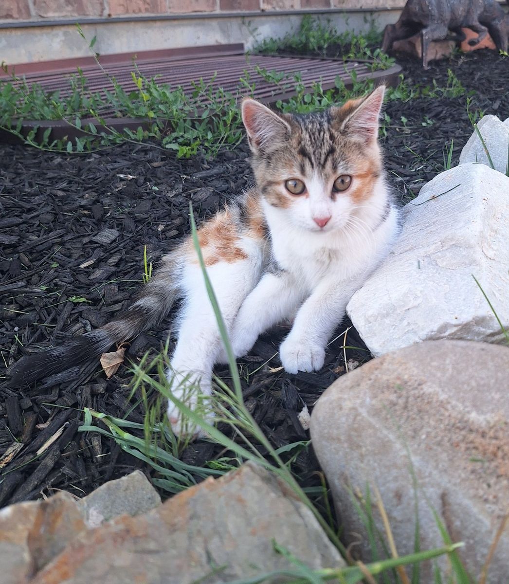 12 Week Old Kittens *Vaxed & De-wormed*