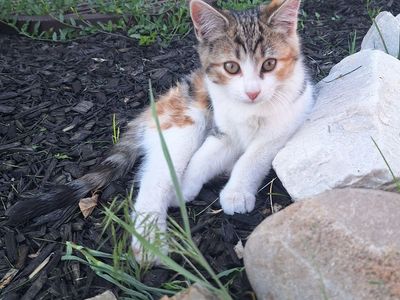 12 Week Old Kittens *Vaxed & De-wormed*
