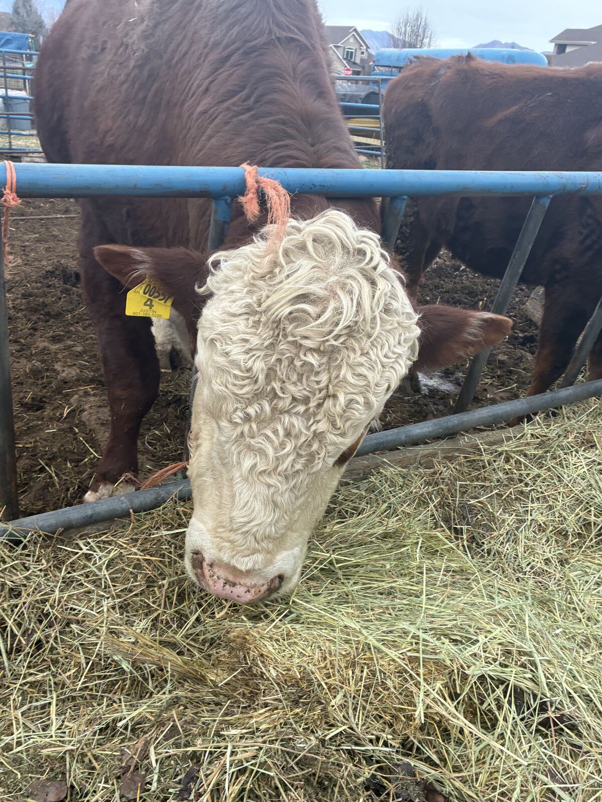 Hereford Bull. 4 years old