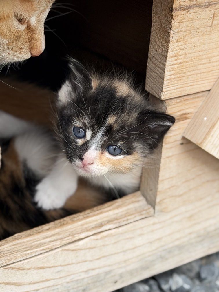 4 Easter Kittens ready for forever homes!!