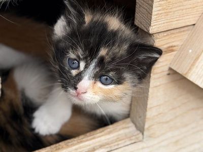 4 Easter Kittens ready for forever homes!!