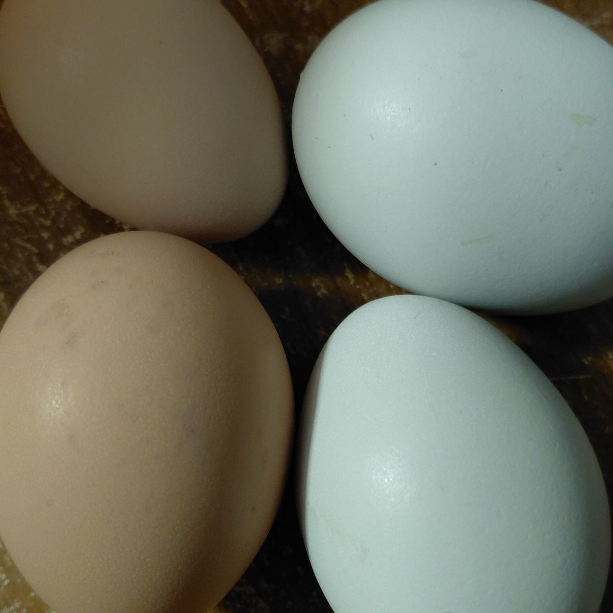Eggs