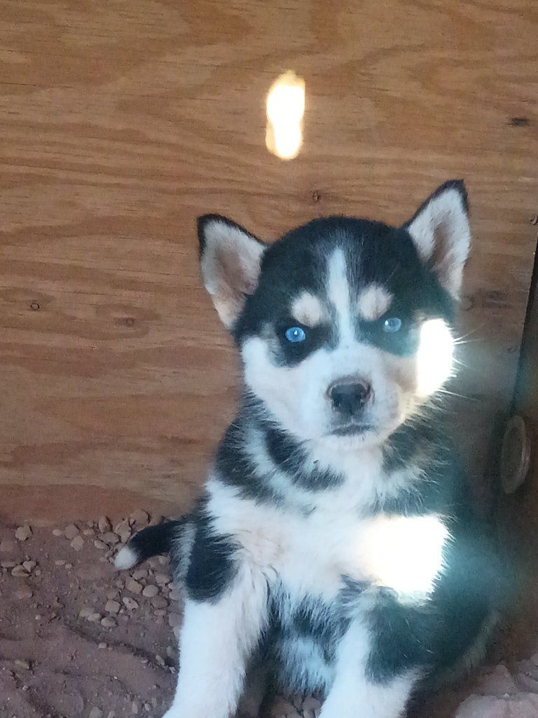 Husky Puppies