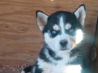 Husky Puppies