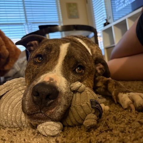 Hello my name is Louie