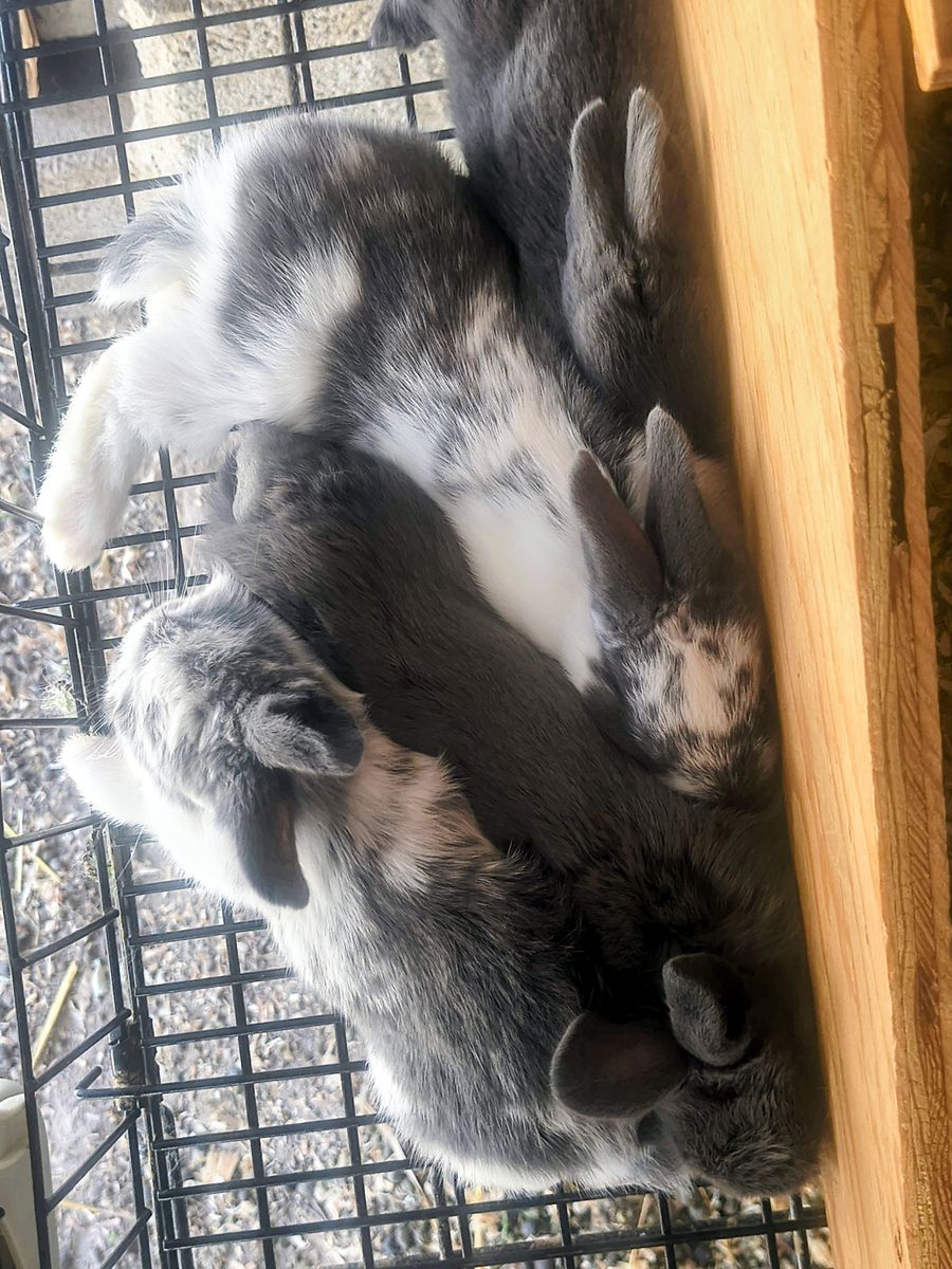 New Zealand bunnies
