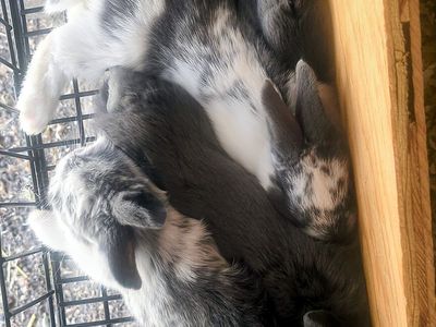 New Zealand bunnies